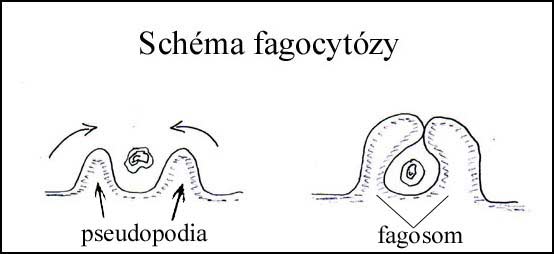 FAGOCYT