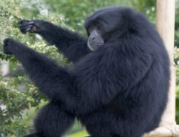 SIAMANG