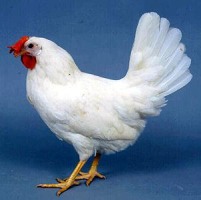 LEGHORN