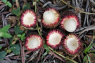 PULASAN
