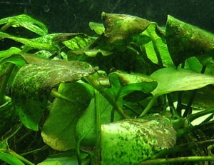 FYKOLOG
